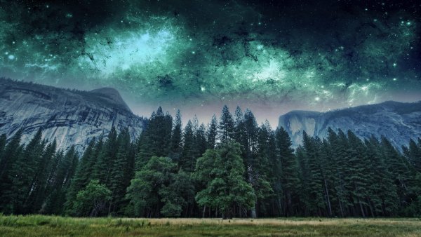 Сосновый лес и звездное небо