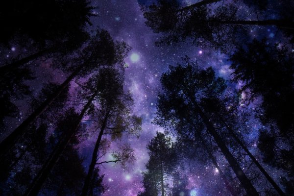 Ночное небо в лесу