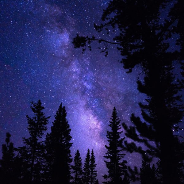 Звезды над лесом