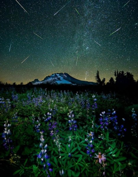 Летняя ночь