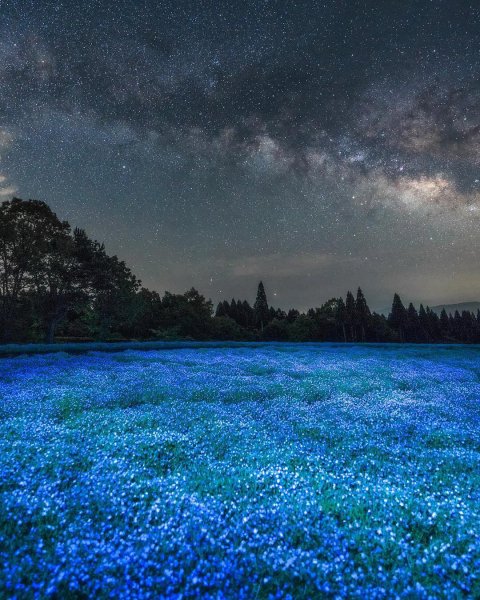 Дерево ночью