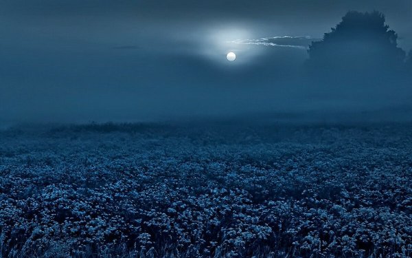 Ночная Поляна с цветами