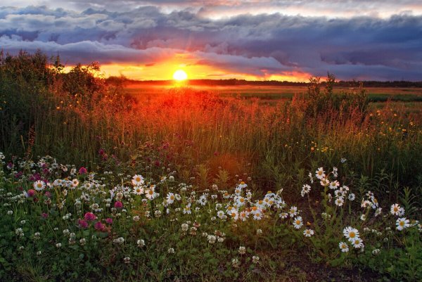 Августовское солнце