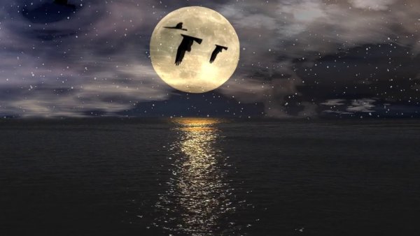 Природа ночью