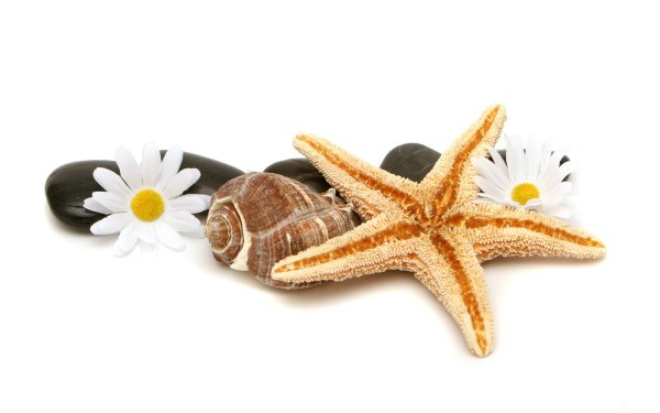 Морские ракушки на прозрачном фоне