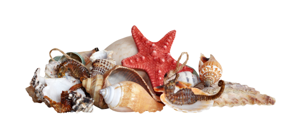 Морские ракушки на прозрачном фоне