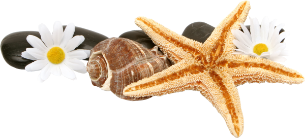 Морская звезда на прозрачном фоне