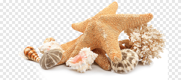 Ракушка на белом фоне