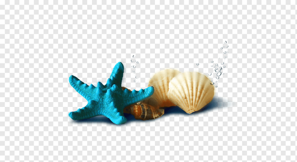 Морские ракушки на прозрачном фоне