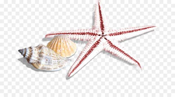 Морские звезды ракушки на прозрачном фоне