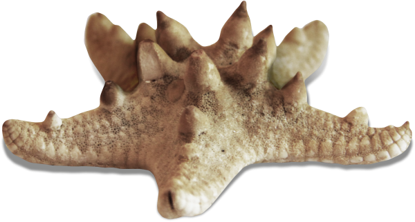 Морская звезда вектор