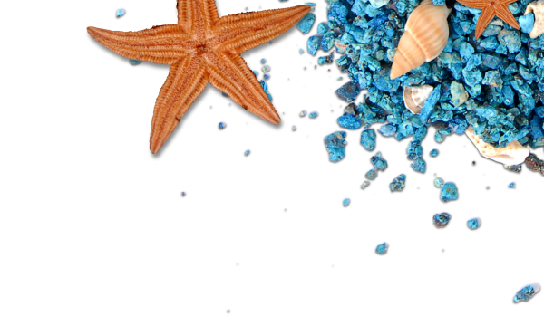 Морское на прозрачном фоне