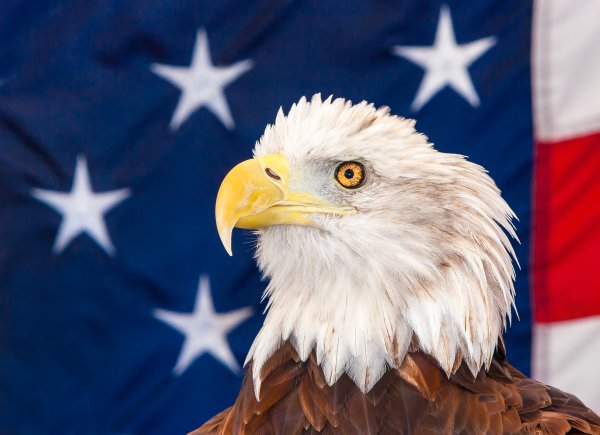 Хищный американский Орел