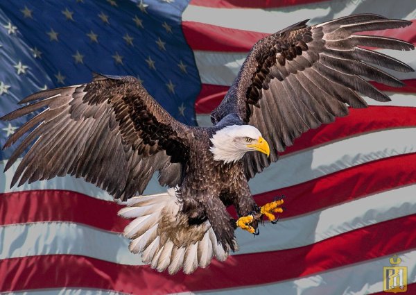 Белоголовый Орлан США