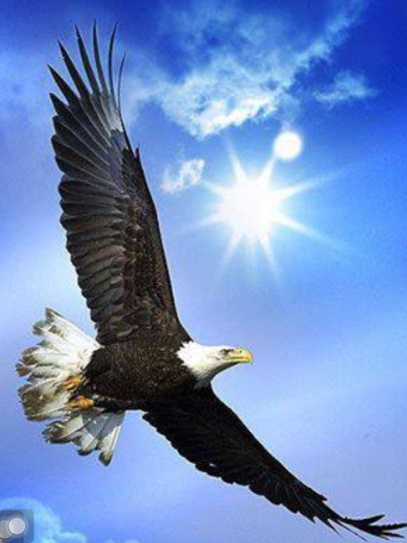 Орел парящий в небе