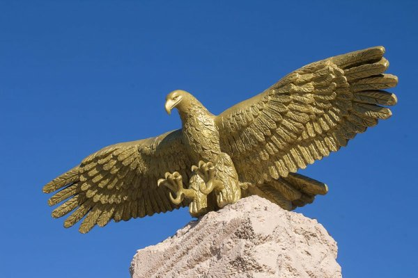 Белоголовый Орлан размах крыльев