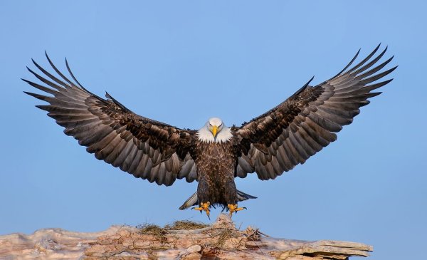 Орел с раскрытыми крыльями