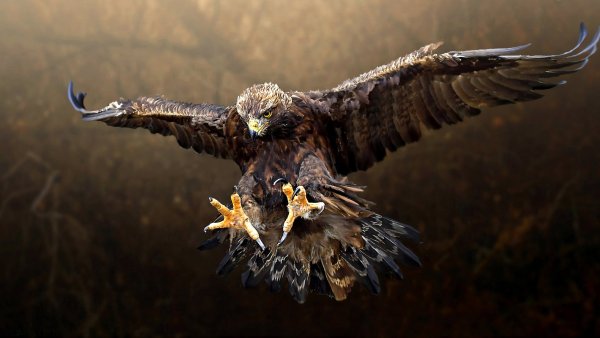 Орел в небе