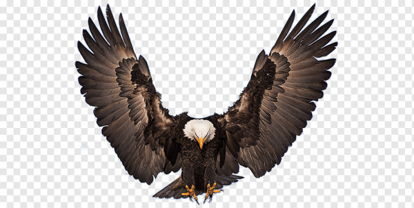 Орел с распахнутыми крыльями