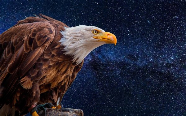 "Белоголовый Орлан"