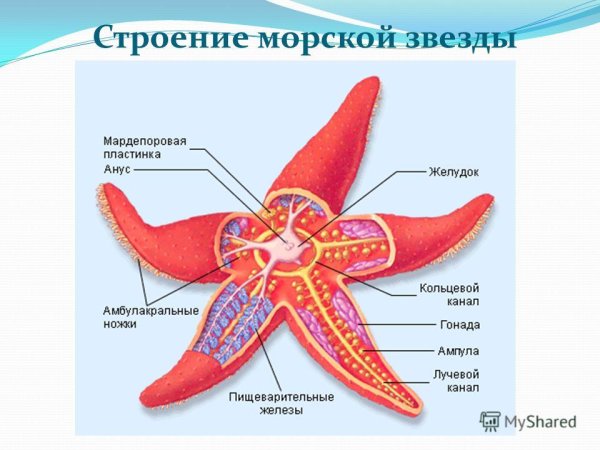 Строение нейтронной звезды