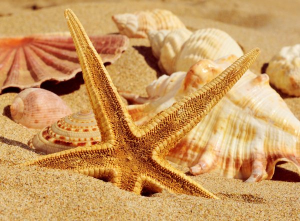 Морская звезда в море