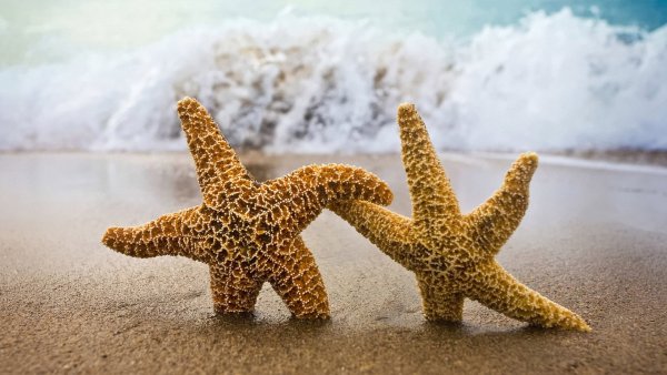 Море ракушки морские звезды