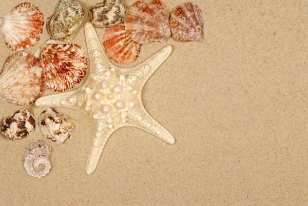 Обои на рабочий стол морская звезда