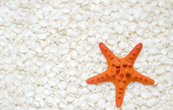 Морская звезда на песке