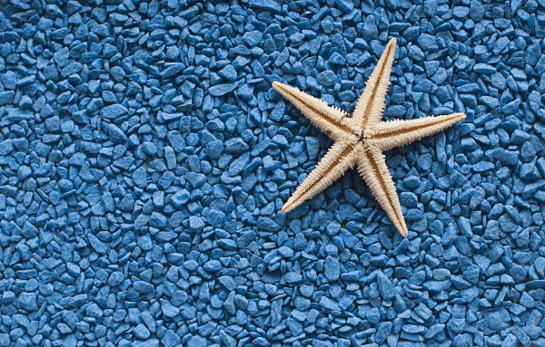 Морская звезда на пляже