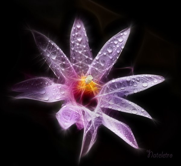 Сияние цветов