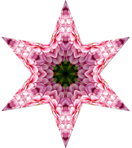 Цветок звезда