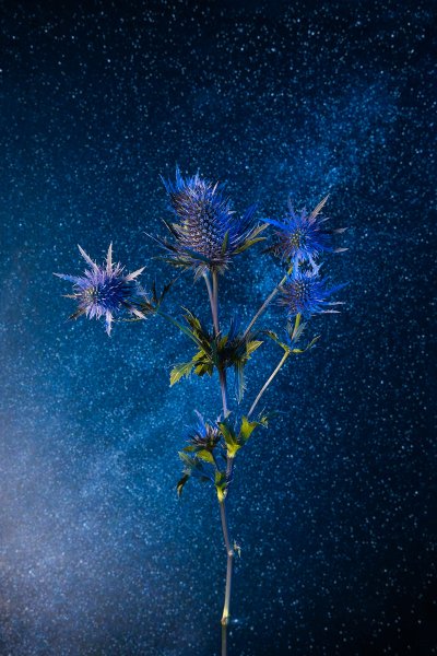 Космические цветы