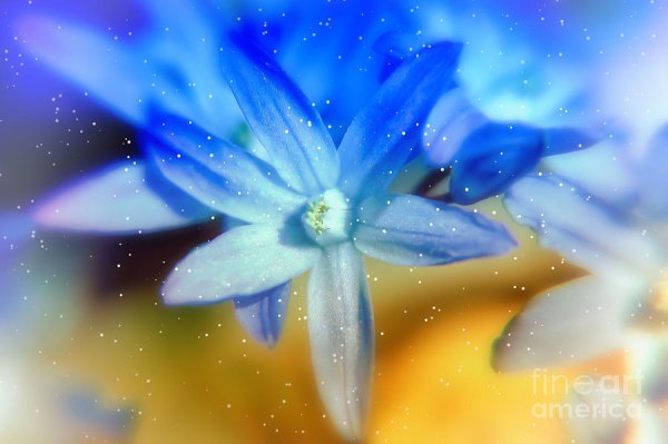 Сверкающая звезда цветок