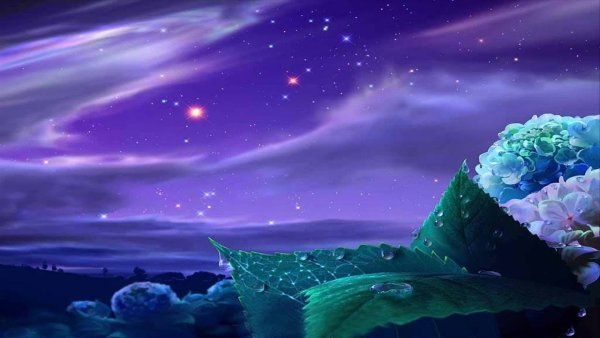 Лунный цветок.