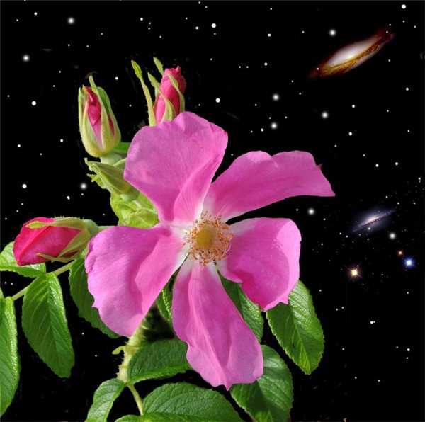 Цветок звезда