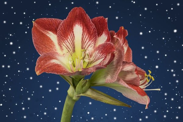 Цветок ночной полет