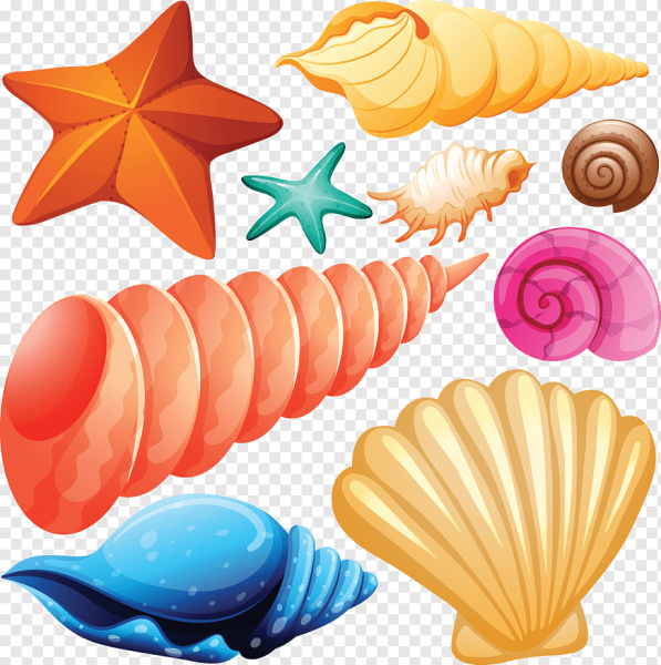 Ракушки для вырезания цветные