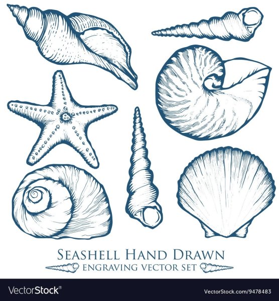 Ракушка рисунок для детей карандашом