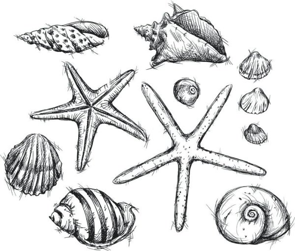 Зарисовки морских ракушек и звезд