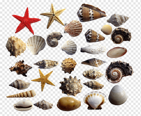 Морские ракушки для детей