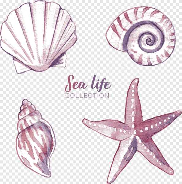 Морская звезда акварель