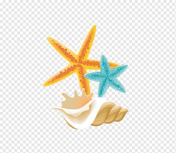 Морские звездочки и ракушки