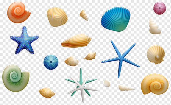 Морские ракушки на прозрачном фоне
