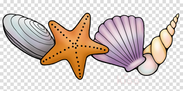 Ракушки морские из мультика