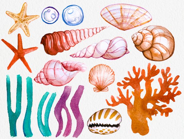 Водоросли ракушки