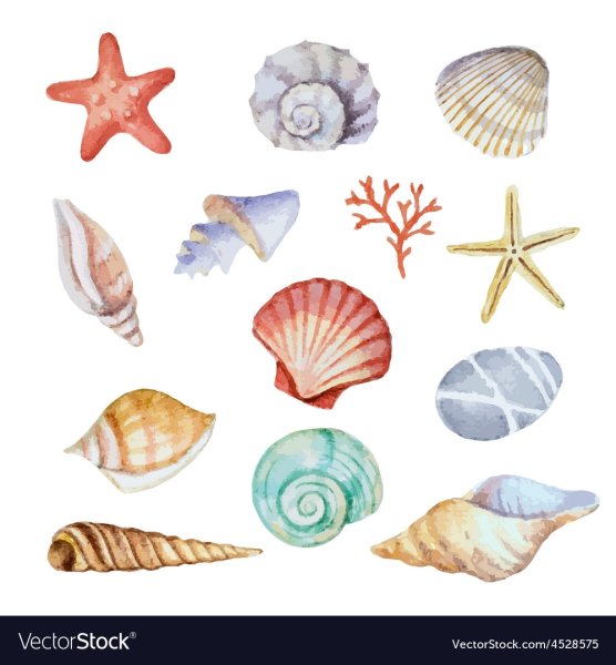 Фон ракушки акварель
