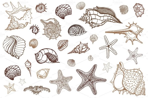 Ракушка контурный рисунок