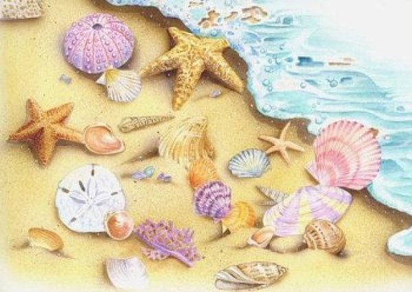 Морские ракушки и звезды для детей
