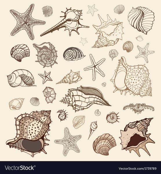 Стилизованная морская звезда